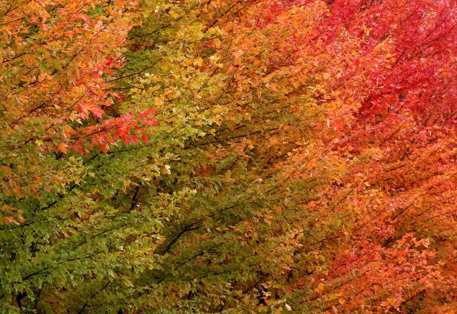 Fall color around St. Louis